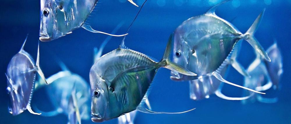 Bodenguckerfische blicken in einem Aquarium auf den Boden.
