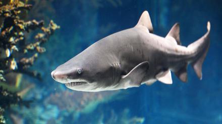 Ein Hai schwimmt in einem Aquarium auf Hawaii.