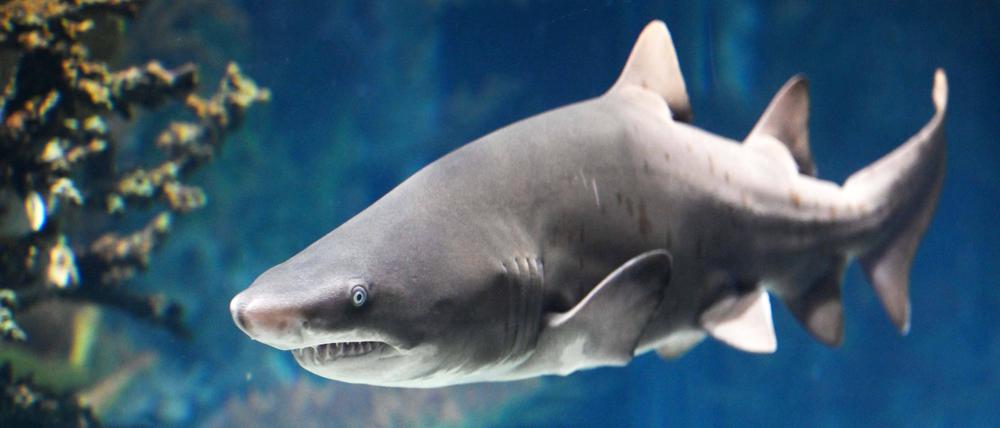 Ein Hai schwimmt in einem Aquarium auf Hawaii.