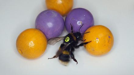 Mit Murmeln spielende Hummel