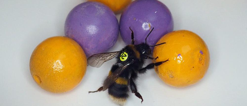 Mit Murmeln spielende Hummel