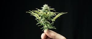 Seit 2017 kann medizinisches Cannabis in Einzelfällen zur Therapie bei Patienten mit schwerwiegenden Erkrankungen verschrieben werden. Die Abgabe erfolgt über Apotheken.