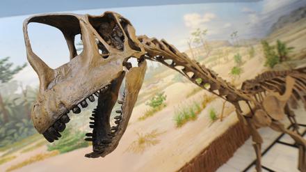 ARCHIV - 30.05.2011, Niedersachsen, Münchehagen: Das Skelett des Dinosauriers «Europasaurus holgeri» wird im Dinosaurier-Freilichtmuseum Münchehagen bei Hannover präsentiert. Forscherinnen und Forscher haben durch die Untersuchung von fossilen Schädelresten neue Erkenntnisse über die Dinosaurier-Art Europasaurus holgeri gewonnen. (zu dpa "Forscher: Dinosaurier Europasaurus war vermutlich Nestflüchter") Foto: Holger Hollemann/dpa +++ dpa-Bildfunk +++