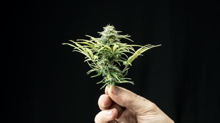 Close-up of male hand holding fresh medical marijuana buds. Cannabis buds ready to harvest. Systemtrickser Can Ansay