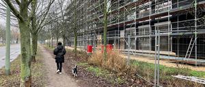 Die Eschenallee an der Kniprodestraße auf der Werneuchener Wiese.