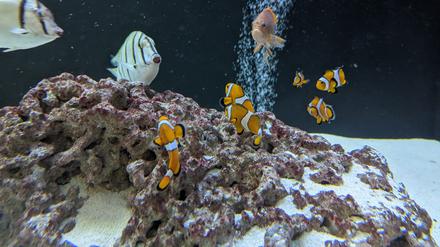 Gerettete Fische aus dem Aquadom.