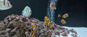 Gerettete Fische aus dem Aquadom.