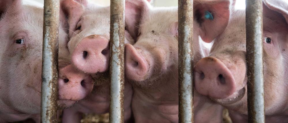Die Zahl der gehaltenen Schweine in Deutschland ist auf einen Tiefstand gesunken.