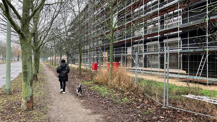 Eschenallee an der Kniprodestraße in Prenzlauer Berg