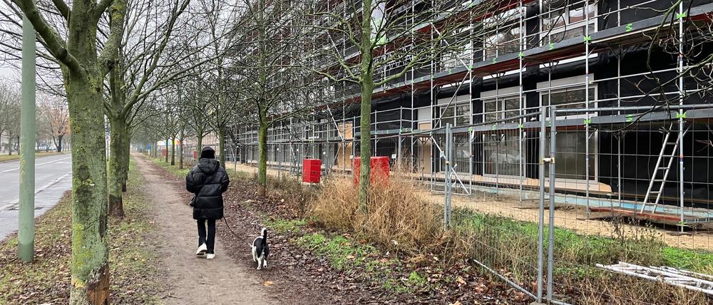 Eschenallee an der Kniprodestraße in Prenzlauer Berg