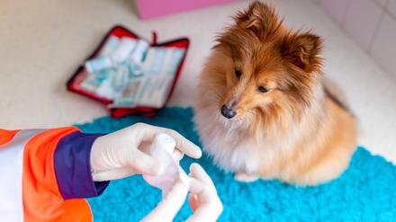 Wenn Tiere verletzt sind oder in Not geraten, ist meist kein Fachpersonal da. Daher ist es wichtig, dass Tierhalter:innen selbst helfen können.