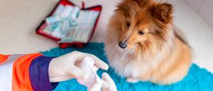 Wenn Tiere verletzt sind oder in Not geraten, ist meist kein Fachpersonal da. Daher ist es wichtig, dass Tierhalter:innen selbst helfen können.