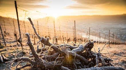 Wintersonne über den Weinbergen bei Kinheim an der Mittelmosel.