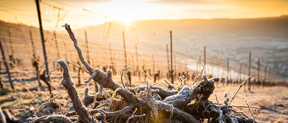 Wintersonne über den Weinbergen bei Kinheim an der Mittelmosel.