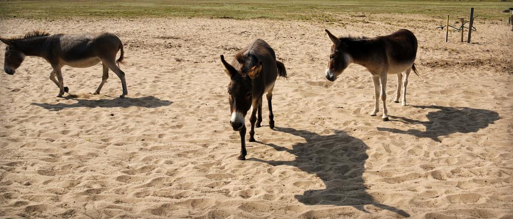 28 Esel versorgt der Tierschutzverein „Esel-Freunde Havelland“