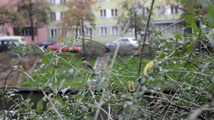 Am Weigandufer im Berliner Bezirk Neukölln wurden Sträucher gerodet, in denen bislang viele Spatzen lebten.