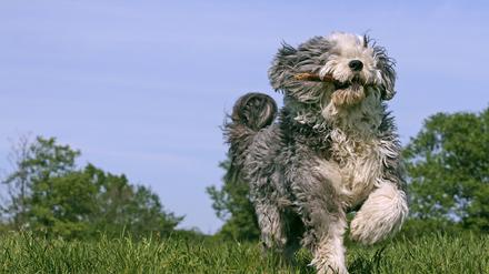 Manchmal ist der Hund auch schneller unterwegs als der Mensch.