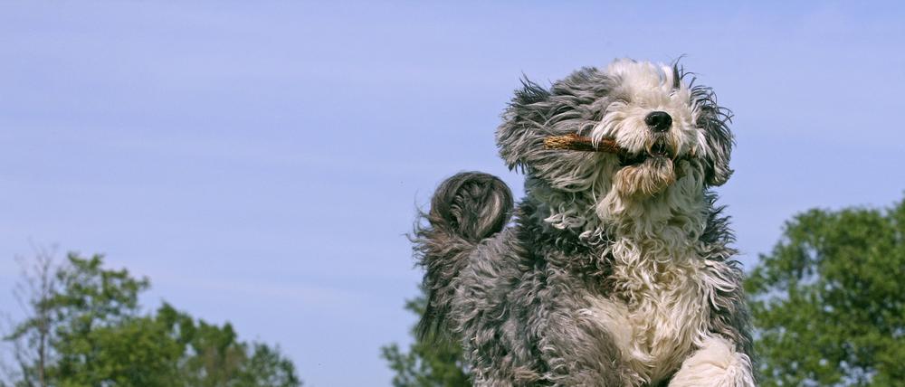 Manchmal ist der Hund auch schneller unterwegs als der Mensch.