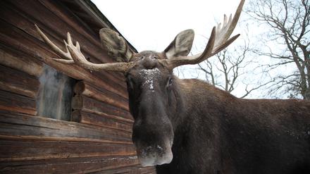 Ein Elchbulle namens Zilke steht im Freilichtmuseum Skansen in Stockholm. 