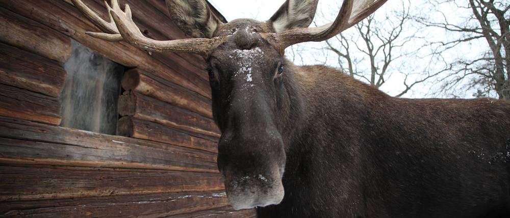Ein Elchbulle namens Zilke steht im Freilichtmuseum Skansen in Stockholm.