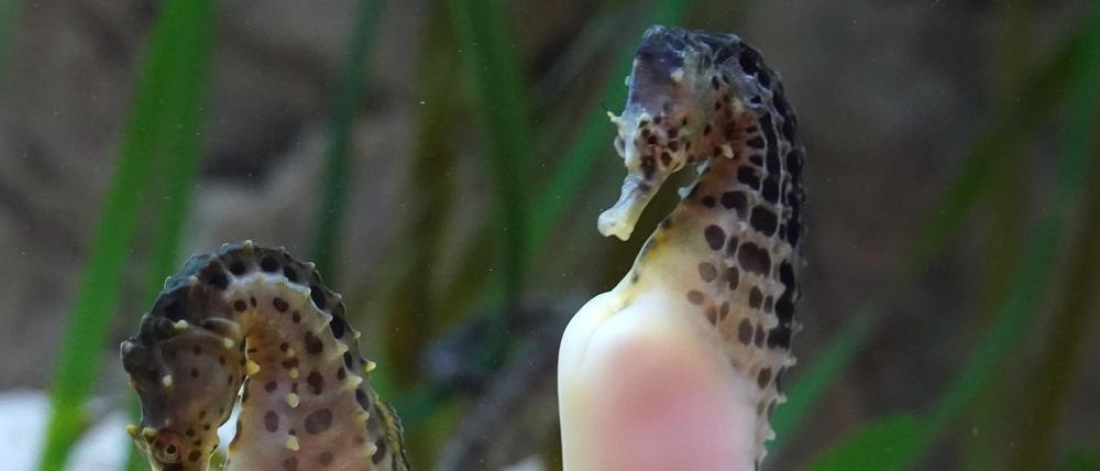 Australische Dickbauch-Seepferdchen in einem Aquarium.