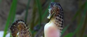 Australische Dickbauch-Seepferdchen in einem Aquarium.