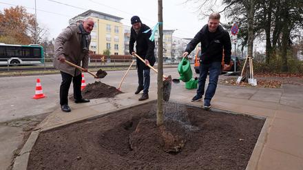 In Potsdam gibt es immer einmal wieder Baumpflanzaktionen (Symbolbild).