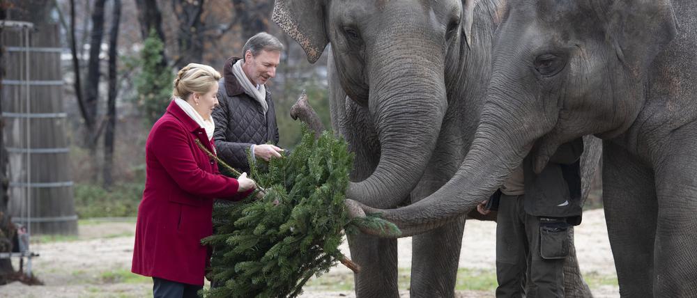 Berlins Regierende Bürgermeisterin Franziska Giffey und Zoodirektor Andreas Knieriem verfüttern einen Tannenbaum an die Elefanten.