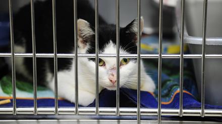 Eine Katze im Berliner Tierheim.