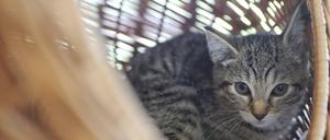 Junge Katze im Tierheim Berlin.