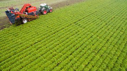Ein Landwirt erntet Bio-Möhren auf einem Feld.