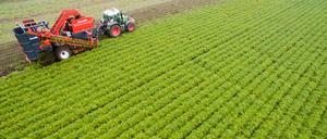 Ein Landwirt erntet Bio-Möhren auf einem Feld.