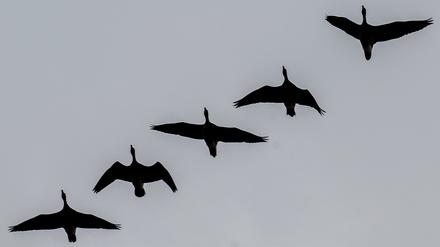 Friedliches Himmelsspektakel: Nordische Wildgänse fliegen kurz vor Sonnenuntergang über dem Blankensee in Brandenburg.