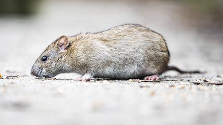 Eine Ratte, aufgenommen in Berlin (Symbolfoto).