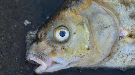 Ein toter Blei liegt im flachen Wasser vom deutsch-polnischen Grenzfluss Oder.