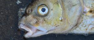 Ein toter Blei liegt im flachen Wasser vom deutsch-polnischen Grenzfluss Oder. 