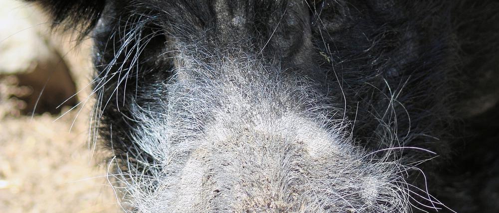 Seit 2022 werden für die Xenotransplantations-Versuche Auckland-Island-Pigs genutzt. Ihre ausgewachsenen Herzen haben von Natur aus die richtige Größe für den Menschen.