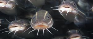 Welse knurren und zirpen, indem sie ihren Brustflossenstachel an ihrem Schultergürtel reiben.