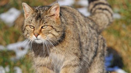 Die Europäische Wildkatze (Felis silvestris) ist von der Deutschen Wildtier Stiftung zum „Tier des Jahres 2018“ ernannt worden.