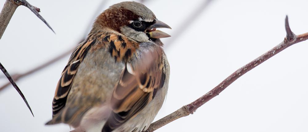 Spatzen waren 2022 die meistgezählten Wintervögel.