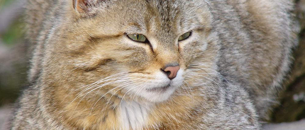 Wildkatzen sind scheue Tiere, die sich selten entspannt beobachten lassen.