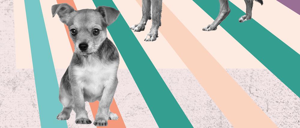 Welcher Hund ist in Berlin der Beliebteste? Und wie woke sind wir gegenüber dem Vierbeiner?