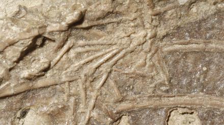 Zwischen den Rippenknochen des Microraptors sind die Fußknochen eines Säugetiers zu erkennen.