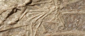Zwischen den Rippenknochen des Microraptors sind die Fußknochen eines Säugetiers zu erkennen.