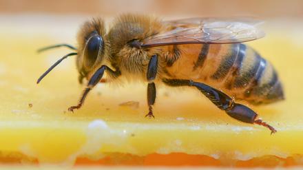 Brandenburgs Imker blicken teils mit Sorge auf das milde Winterwetter.
