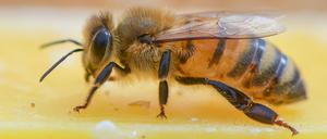 Brandenburgs Imker blicken teils mit Sorge auf das milde Winterwetter.