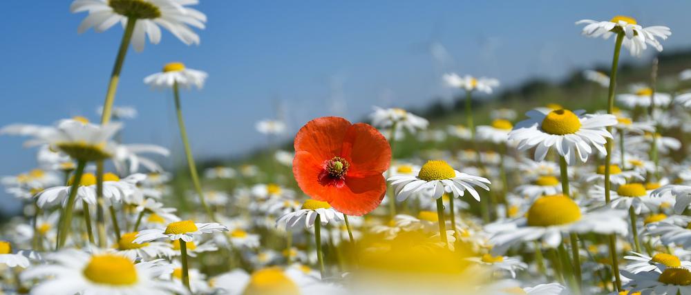 Eine Wildblumenwiese (Symbolbild).