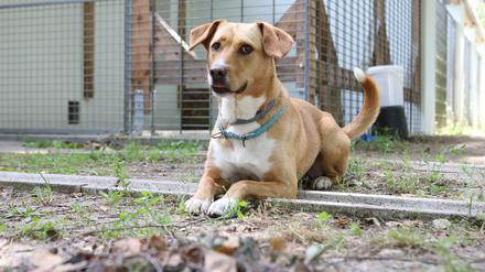 Tierheim Potsdam. Elsa, Mischling, 4 Jahre, ist Pflegetier der Einrichtungsleiterin und hilft bei der Sozialisation der abgegebenen Hunde.