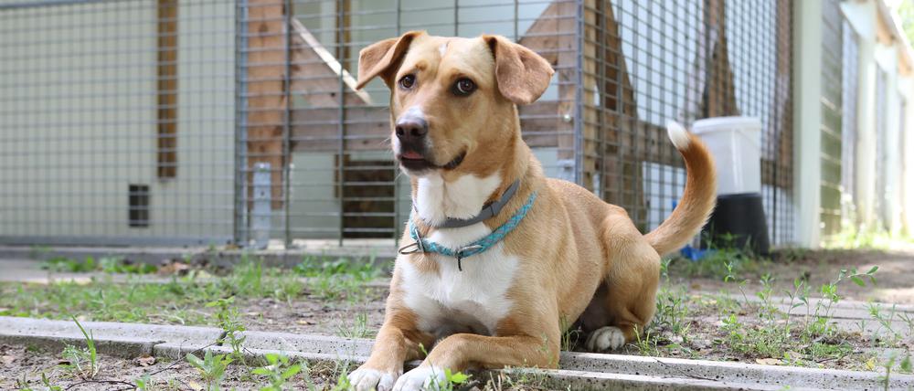 Tierheim Potsdam. Elsa, Mischling, 4 Jahre, ist Pflegetier der Einrichtungsleiterin und hilft bei der Sozialisation der abgegebenen Hunde.