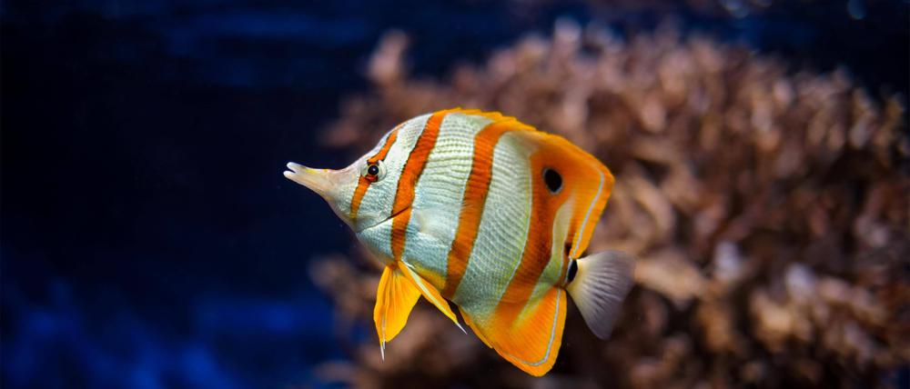 Orangebinden-Pinzettfisch aus der Familie der Falterfische
